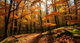nature inspired autumn color transition