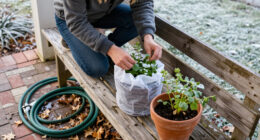 Don’t Get Caught Off Guard By First Frost Again — Bookmark This Checklist For Next Year