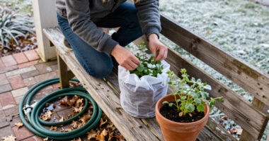 Don’t Get Caught Off Guard By First Frost Again — Bookmark This Checklist For Next Year